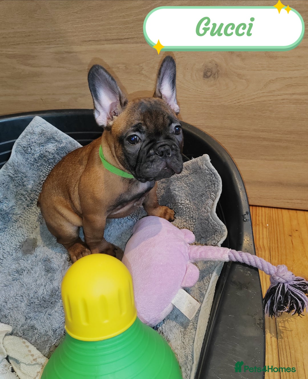 French Bulldog dogs for sale: 🌟 Beautiful French Bulldog Puppies  - Advert 25