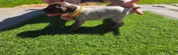 German Shorthaired Pointer dogs for sale: Stunning example of KC German Shorthaired Pointers in Tredegar - Advert 7