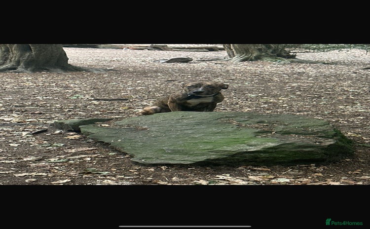 American Bulldog dogs American bulldog male - Advert 2