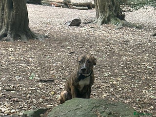 American Bulldog dogs American bulldog male - Advert 16