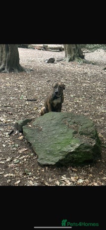 American Bulldog dogs American bulldog male - Advert 1