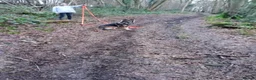 German Shepherd dogs for sale: 2 German shepherds one male one female in Sevenoaks - Advert 9