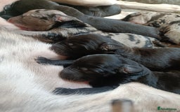 Mixed Breed dogs for sale: Whippet x f2 Labradoodle - Advert 1