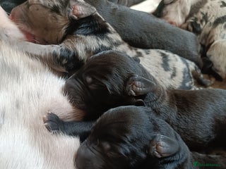 Mixed Breed dogs for sale: Whippet x f2 Labradoodle - Advert 1