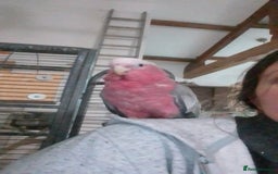 Cockatoo birds for sale: Galah cockatoos boy&girl available silly tamed - Image 13