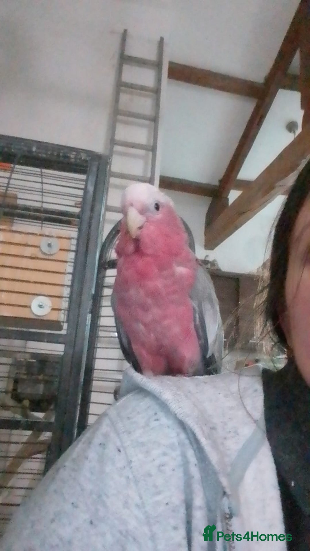 Cockatoo birds for sale: Galah cockatoos boy&girl available silly tamed - Image 13