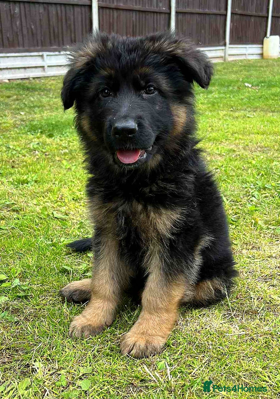 German Shepherd dogs for sale: Outstanding KC longhaired german shepherd puppies - Image 15
