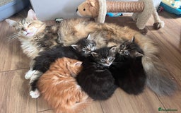 Maine Coon cats for sale: Maine Coon Boys for sale - Image 12