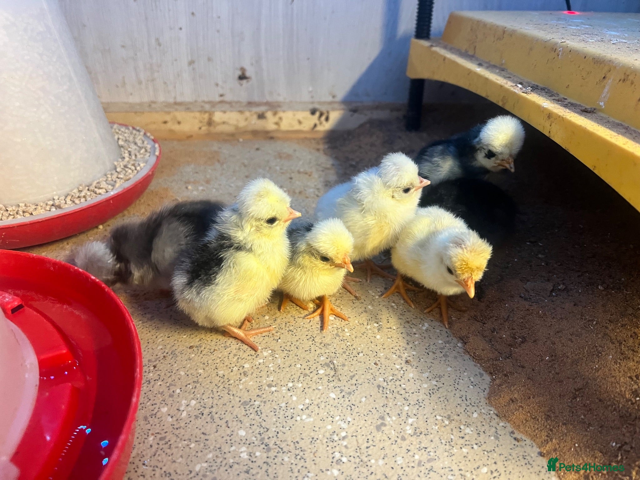 Chickens poultry Day old polish chicks  - Advert 1