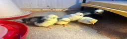 Chickens poultry for sale: Day old polish chicks  - Advert 1