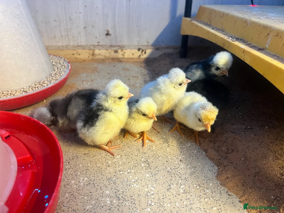 Chickens poultry for sale: Day old polish chicks  - Advert 1