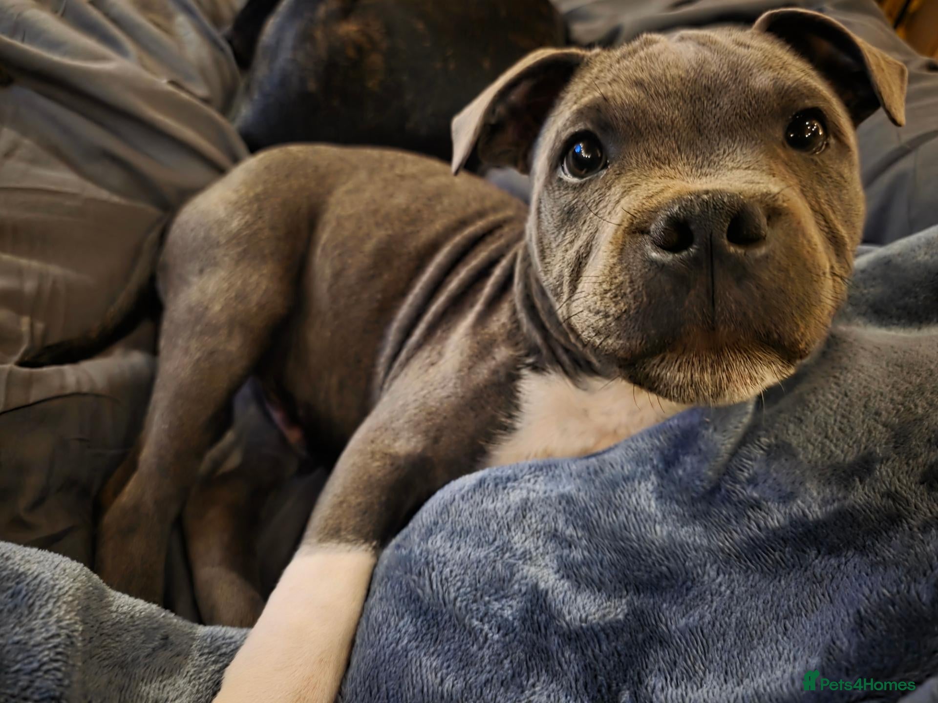 Staffordshire Bull Terrier dogs for sale: 🐾 One Boy Left, KC Reg, Eye Tested, HC & L2HGA 🐾 - Advert 1
