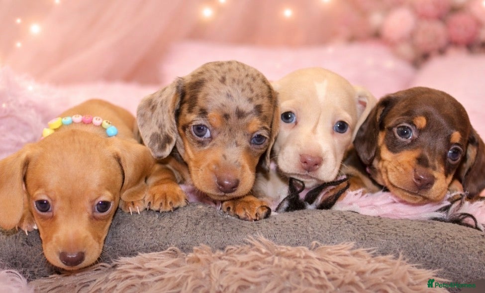Miniature Dachshund dogs 🩷✨ extra small Dachshund pups KC kanninchen 🩷✨  - Advert 1