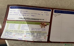 Jack Russell dogs for sale: Lilac an tan Wenlock jack Russel  - Image 2
