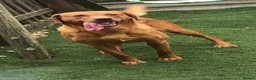 Labrador Retriever dogs for sale: WORKING KC REG FOX RED LABRADOR PUPPIES FOR SALE  - Advert 16