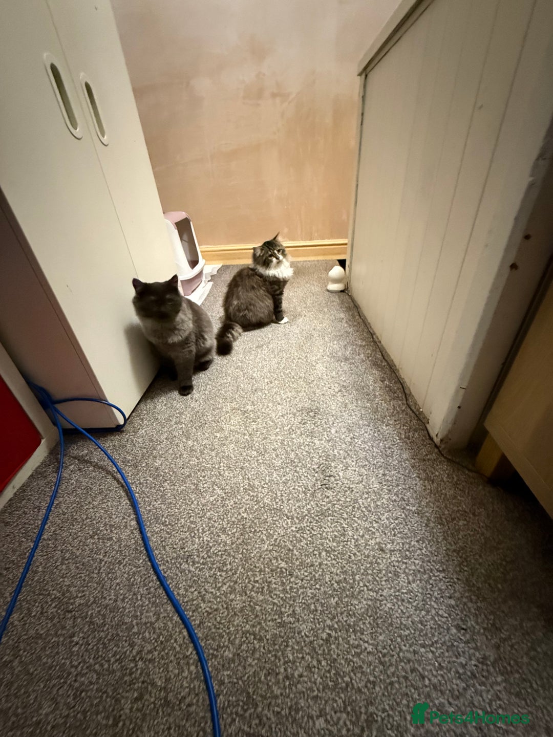 British Longhair cats for sale: British long hair x kittens ready to go  - Advert 7