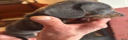 Dachshund dogs for sale: Dachshund puppies  - Advert 12