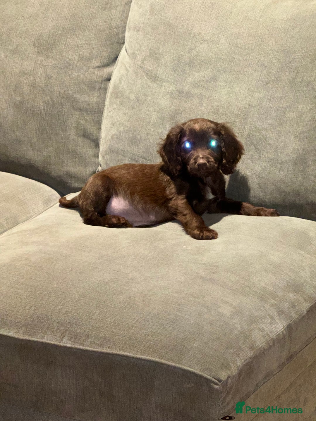 Cocker Spaniel dogs for sale: Cocker spaniel puppy  - Advert 3