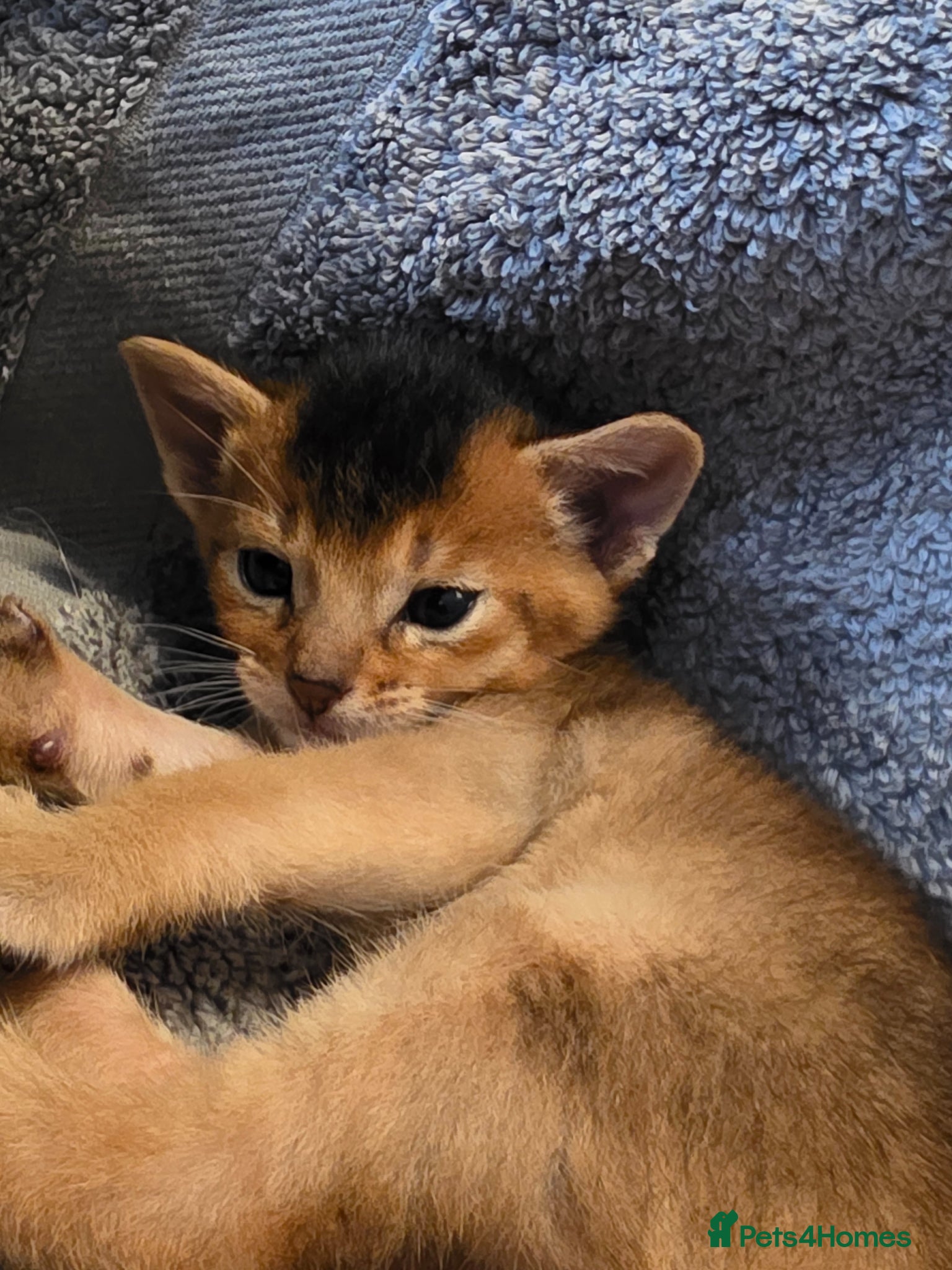 Abyssinian cats Abyssinian Kittens From Champion Bloodlines - Advert 2