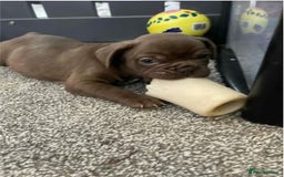 French Bulldog dogs for sale: Adorable French Bulldog Puppies - READY NOW !! - Image 2