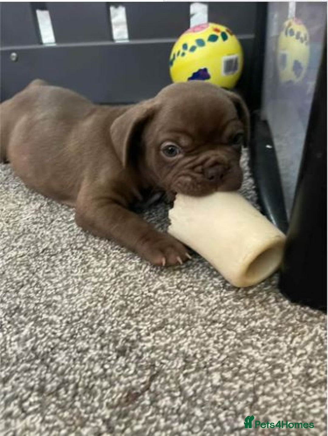 French Bulldog dogs for sale: Adorable French Bulldog Puppies - READY NOW !! - Image 2