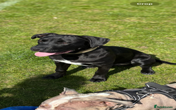 Mixed Breed dogs for sale: Beautiful rocco - Image 1