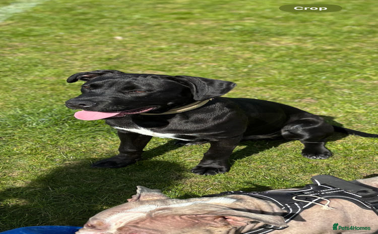 Mixed Breed dogs - Advert 1