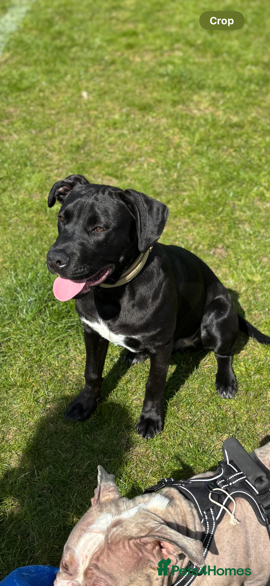 Mixed Breed dogs for sale: Beautiful rocco - Image 1