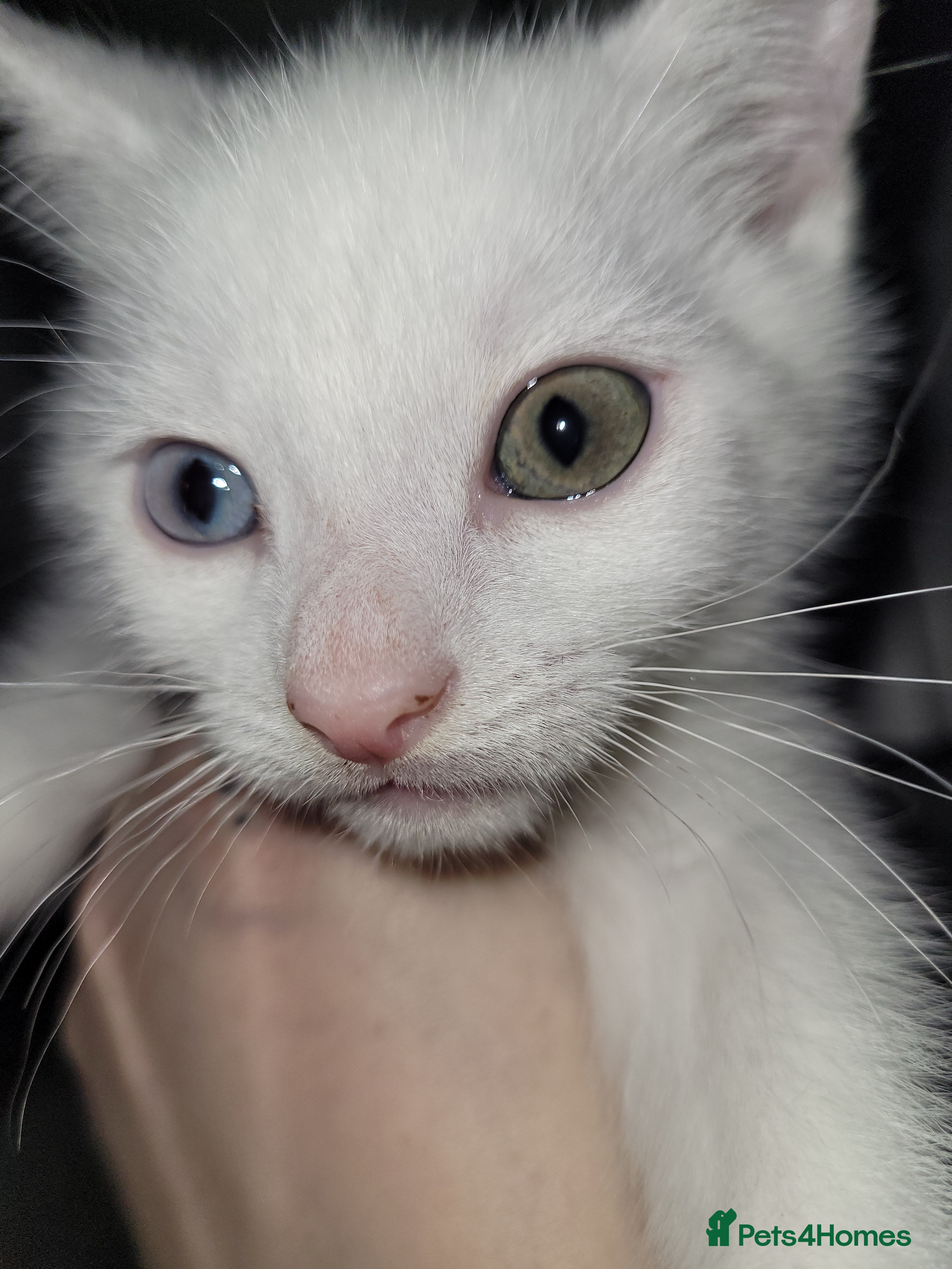 Mixed Breed cats Kittens - Advert 11