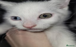 Mixed Breed cats for sale: Kittens - Image 1