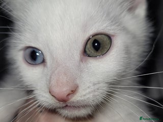 Mixed Breed cats - Advert 24