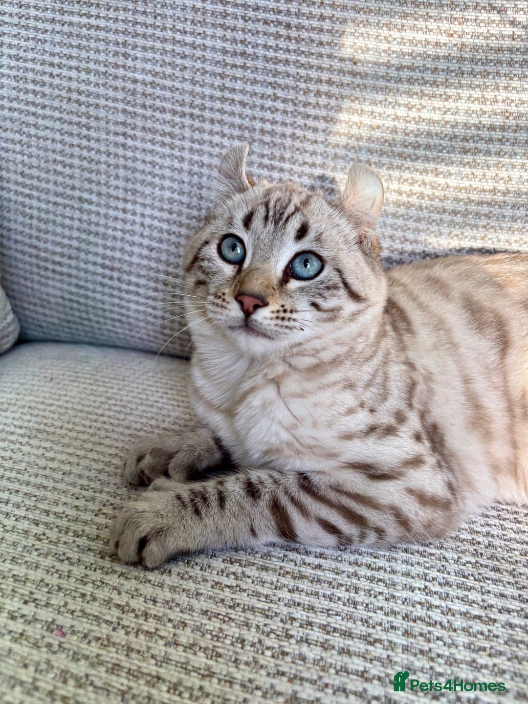 Keetso cats for sale: Super wild looking poly curled eared leopard  - Advert 23
