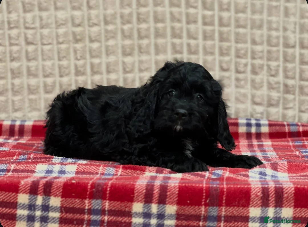 Cavapoochon dogs for sale: BLACK CAVAPOOCHON BOYS READY NOW - Advert 2
