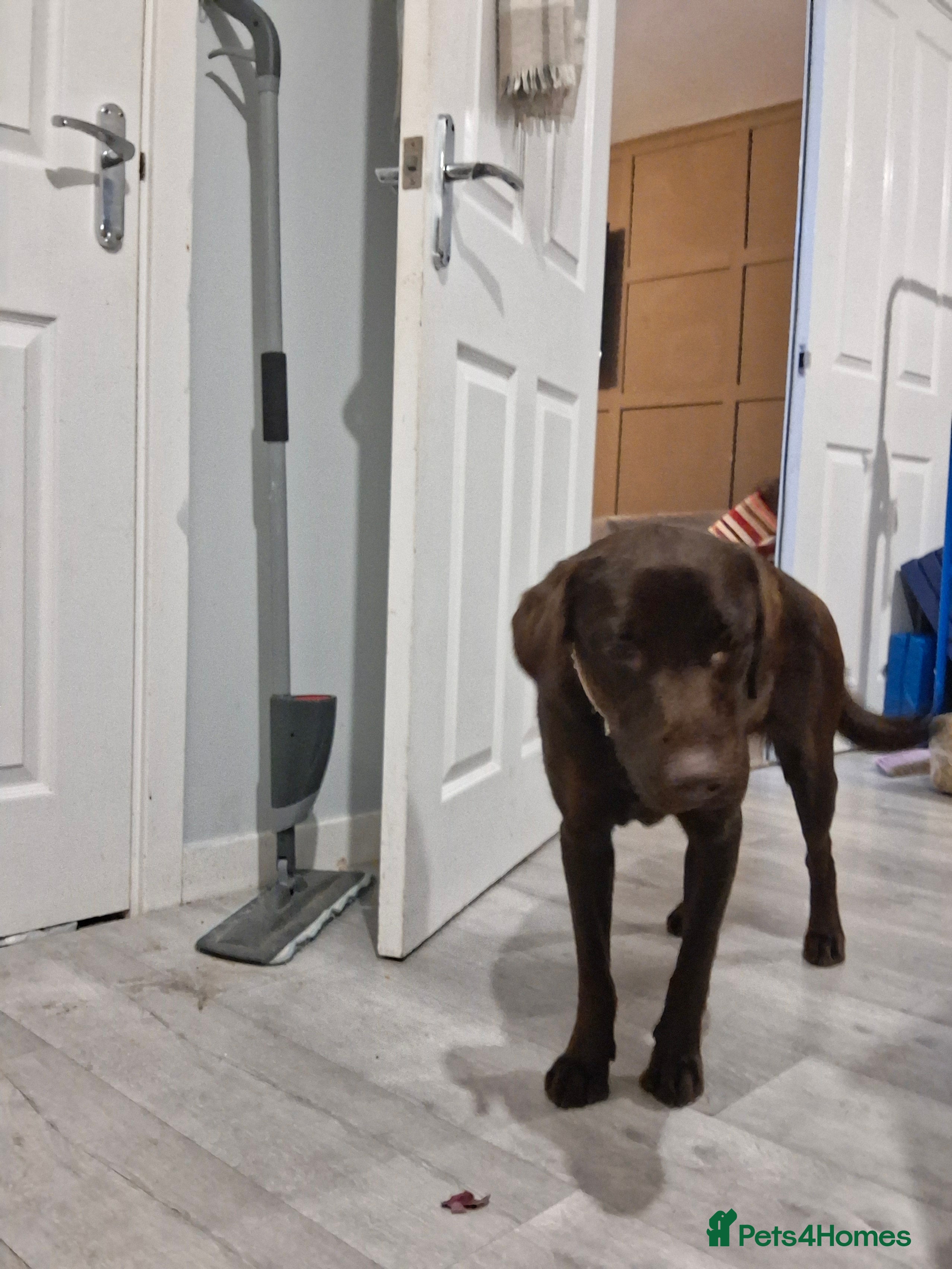 Labrador Retriever dogs 15 month old female chocolate lab - Advert 1