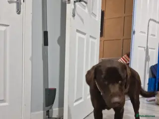 Labrador Retriever dogs 15 month old female chocolate lab - Advert 1