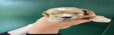 Cockapoo 4