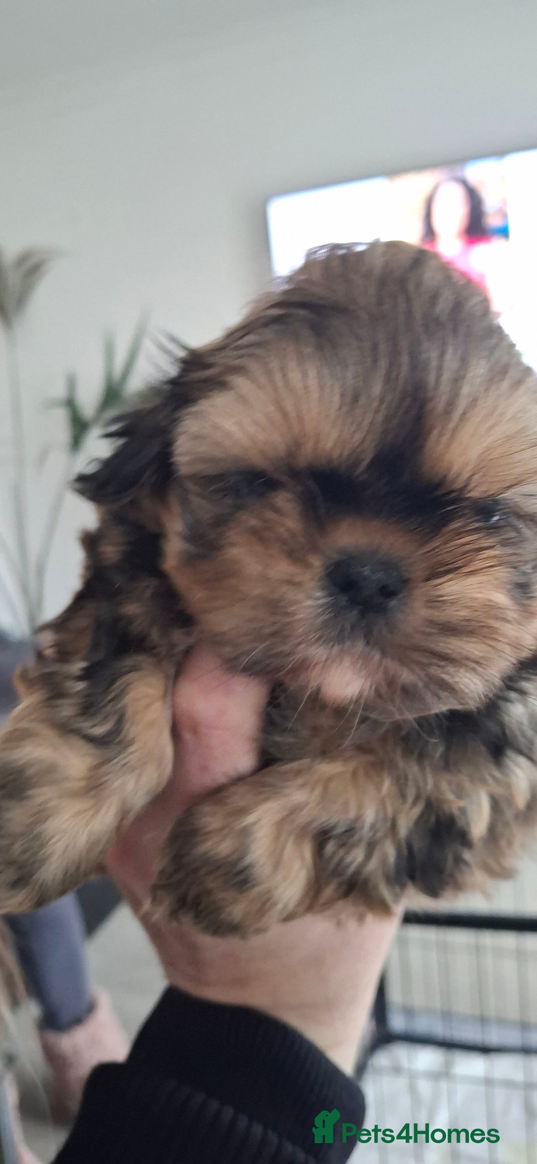Shih Tzu dogs for sale: Full bred shih tzu 2 boys - Advert 6