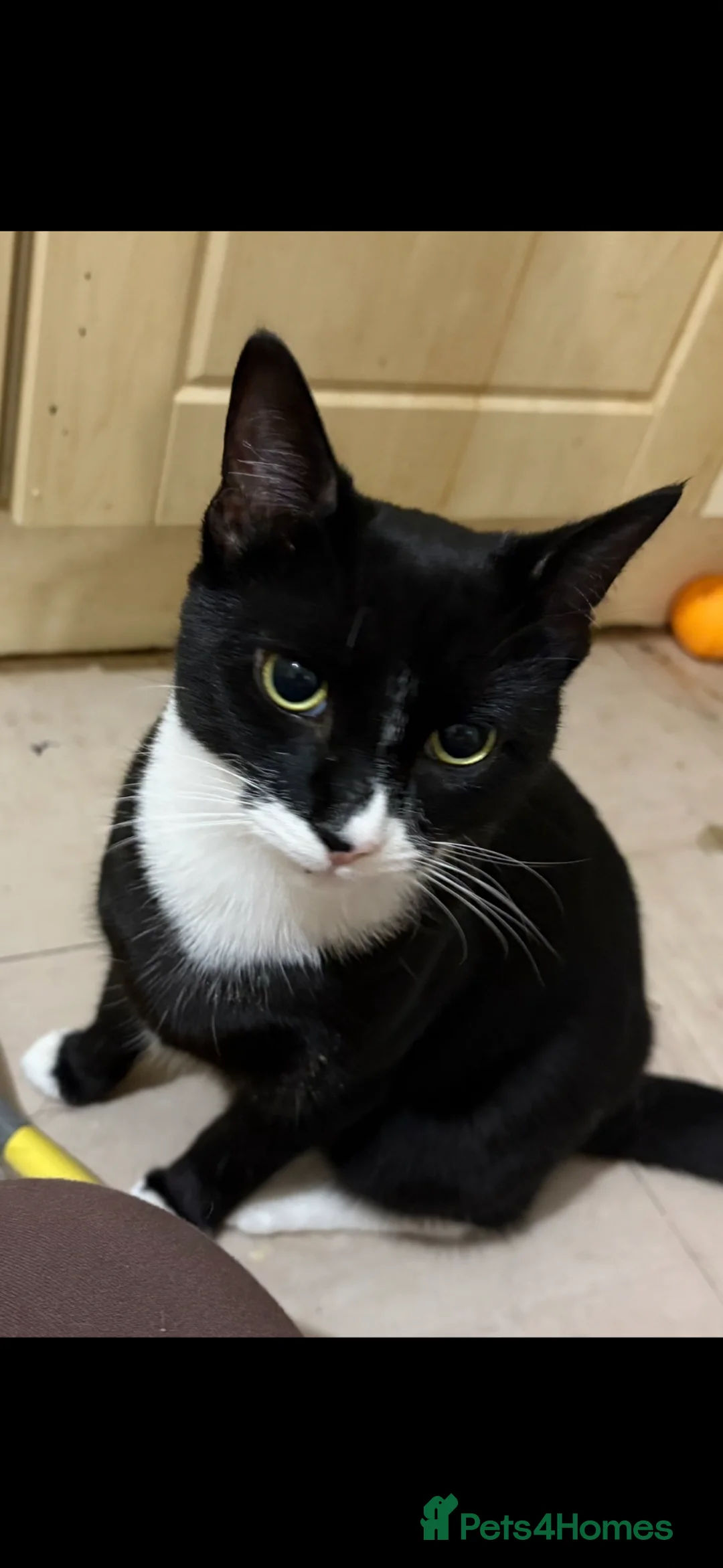 Mixed Breed cats for sale: Sox male 1 year  - Advert 1