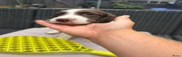 English Springer Spaniel dogs for sale: Engilish springer spaniel puppies  - Advert 24