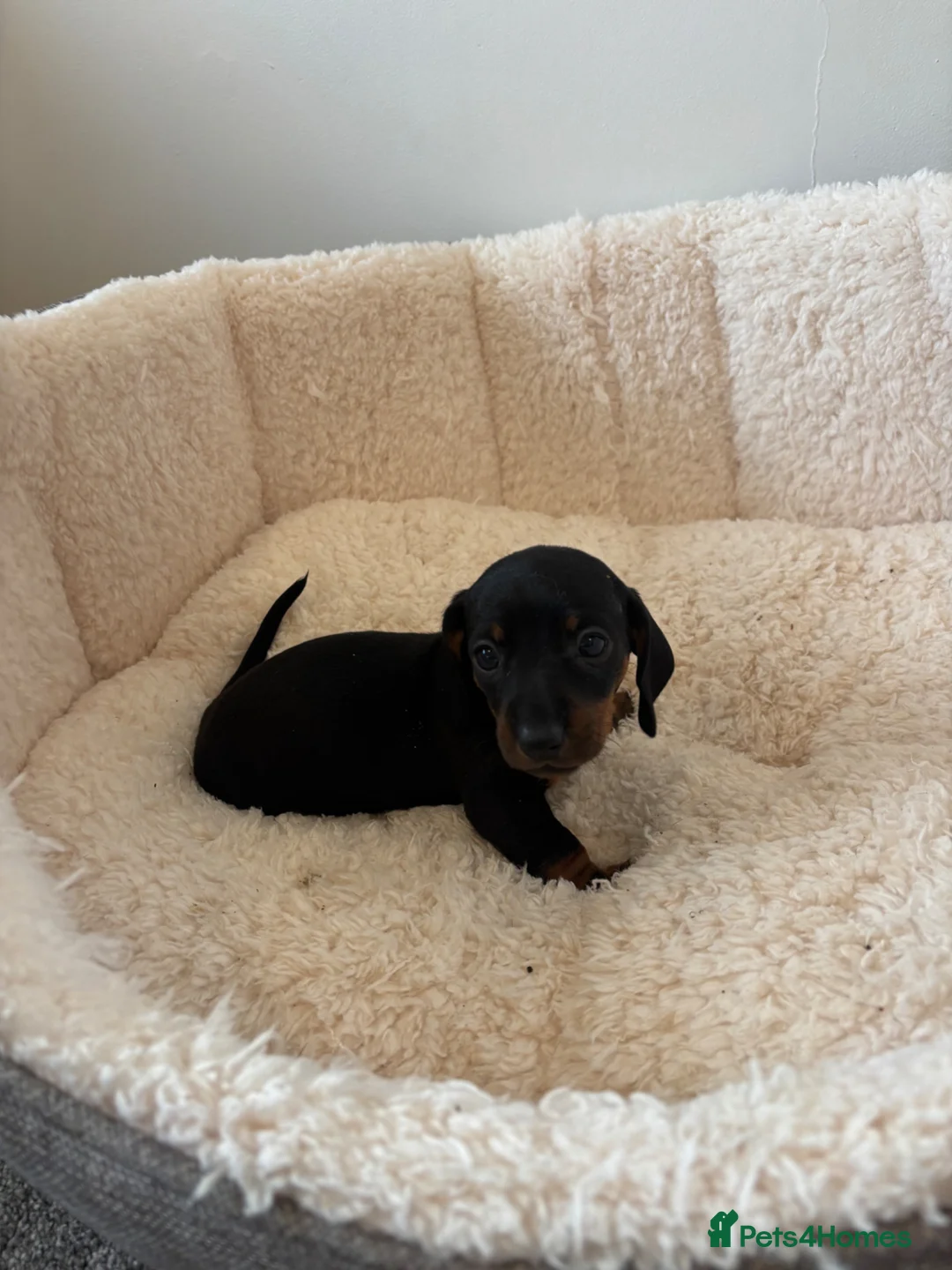 Dachshund dogs for sale: Beautiful dachshund puppies  - Advert 12
