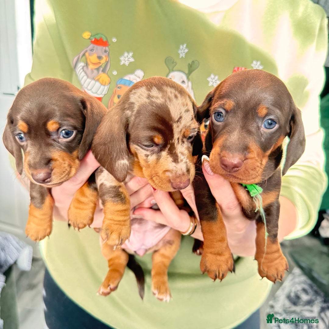 Miniature Dachshund dogs for sale: 6 KC registered miniature dachshund pupps  - Advert 3