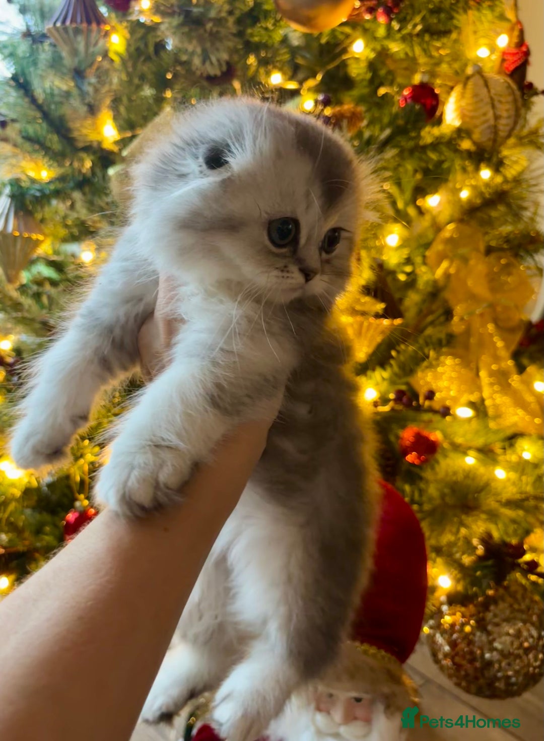 Scottish Fold cats for sale: 🌟🌟🌟🌟🌟Pedigree Scottish Fold Kittens - Advert 2