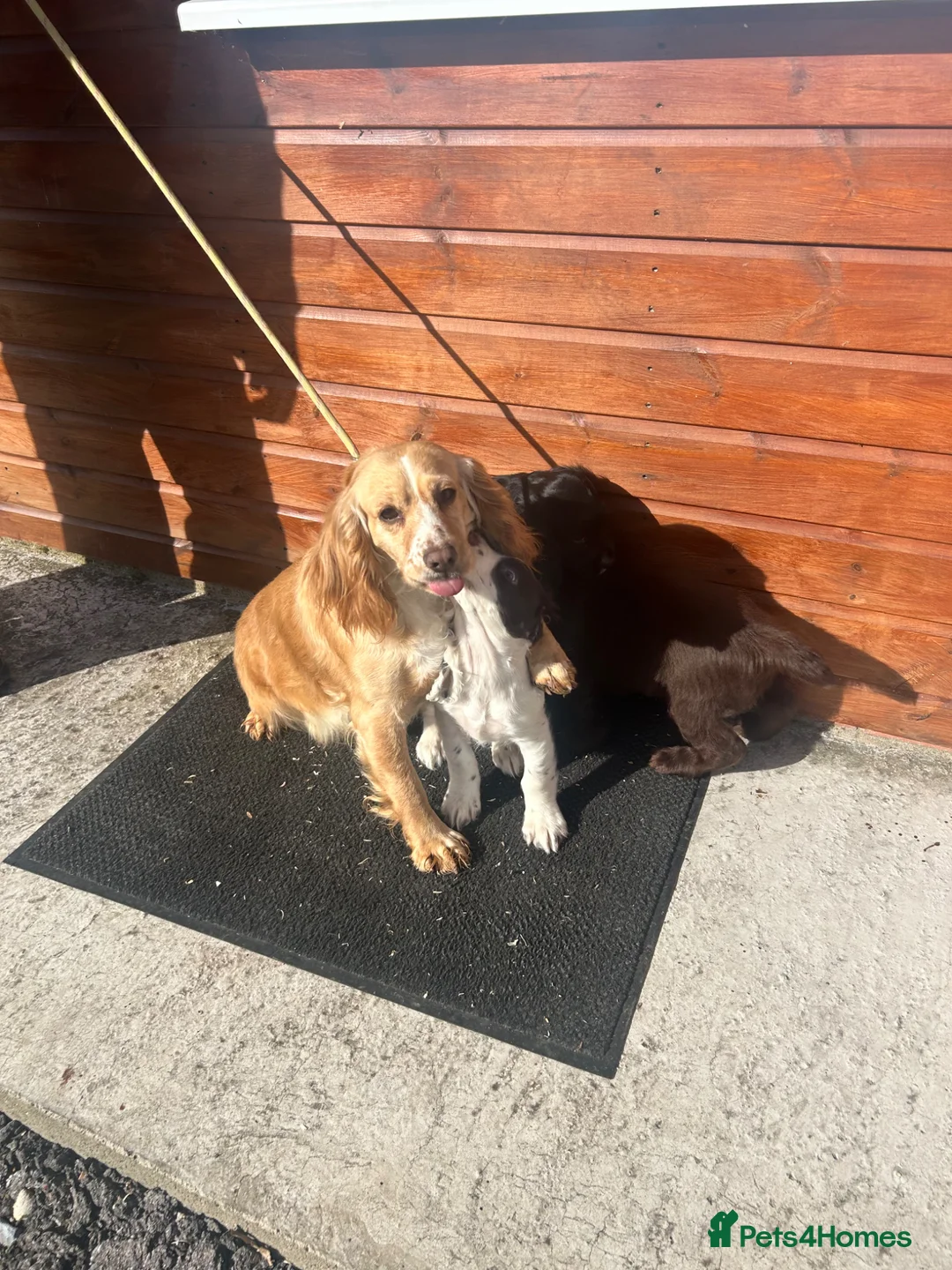 Cocker Spaniel dogs for sale: Working cocker spaniel puppies  - Advert 1