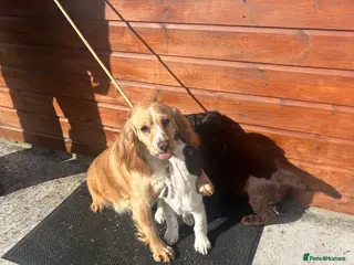 Cocker Spaniel dogs Working cocker spaniel puppies - Advert 2