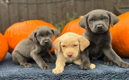 Labrador Retriever dogs for sale: stunning Lab Puppies Rare Colours & Family Raised - Image 25