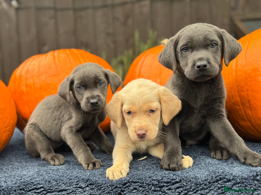 Labrador Retriever dogs for sale: stunning Lab Puppies Rare Colours & Family Raised - Image 25
