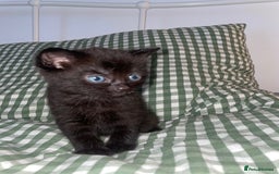 Domestic Shorthair cats for sale: All black female kittens available  - Image 3