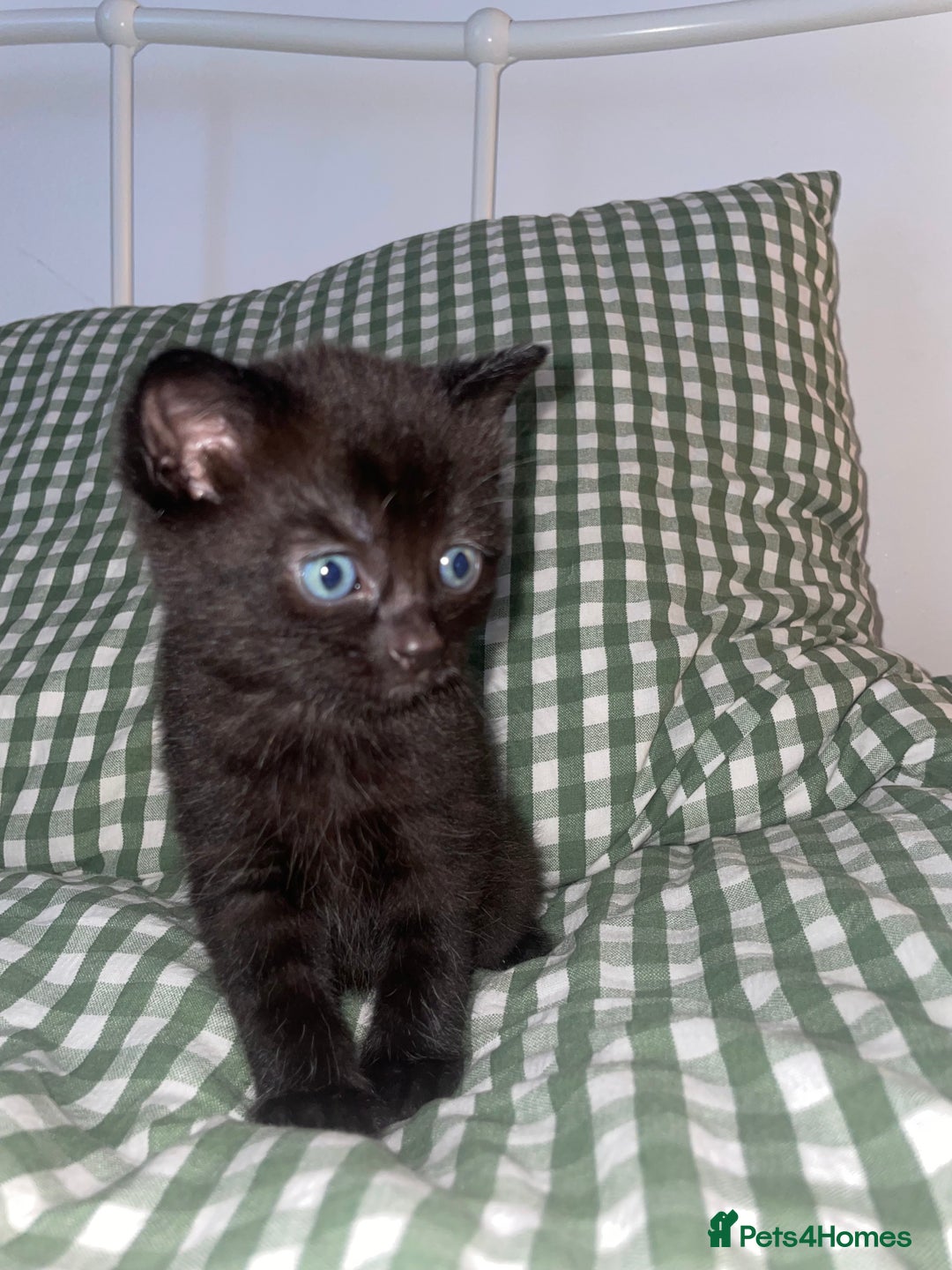 Domestic Shorthair cats for sale: All black female kittens available  - Image 3