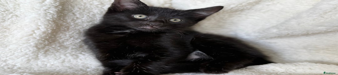 Black with white belly spot Male