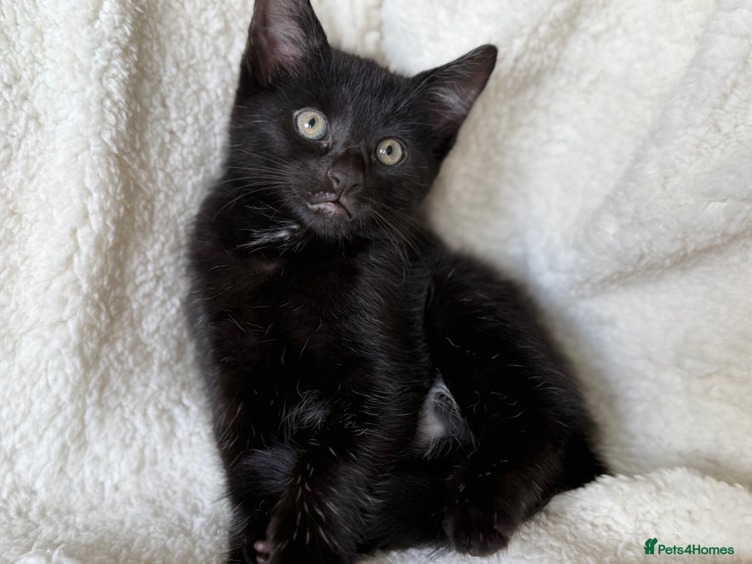 British Shorthair cats for sale: Urgent Sale of Gorgeous Kittens - Image 2